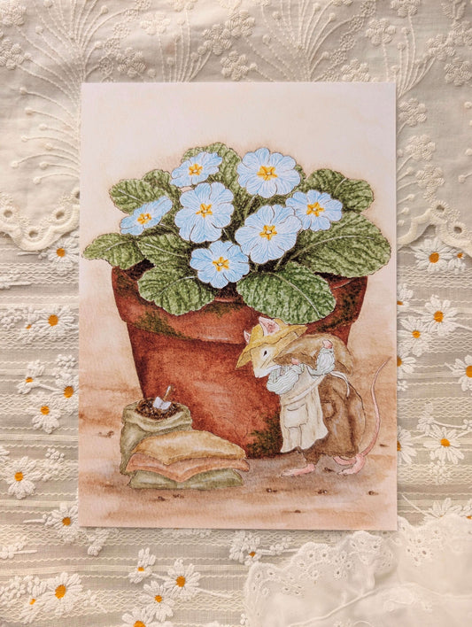 Illustration "Les Primevères"